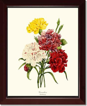 Carnation