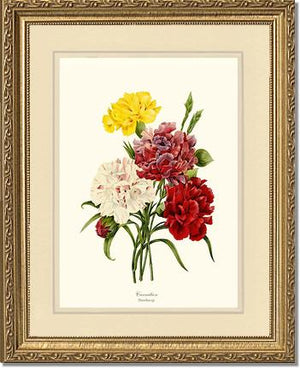 Carnation