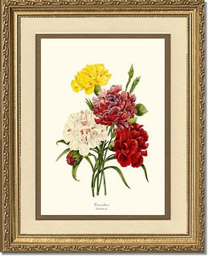 Carnation