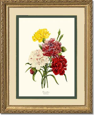 Carnation