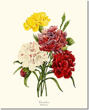 Carnation Dianthus