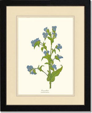 Commelina