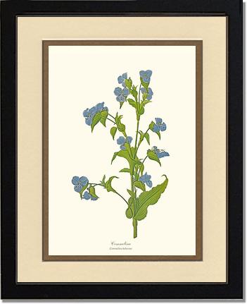 Commelina | Flower/Floral Art Print