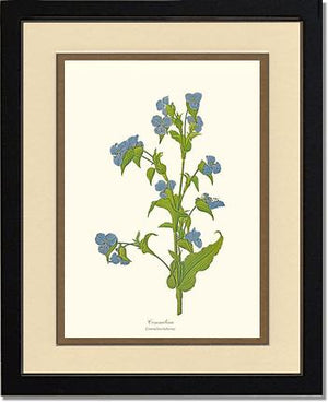 Commelina