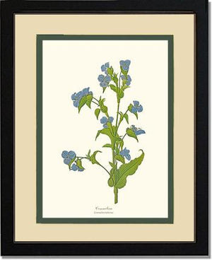 Commelina