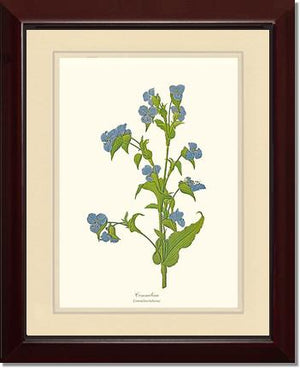 Commelina