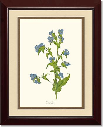 Commelina | Flower/Floral Art Print