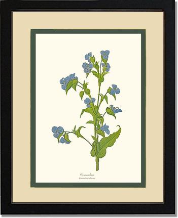 Commelina | Flower/Floral Art Print