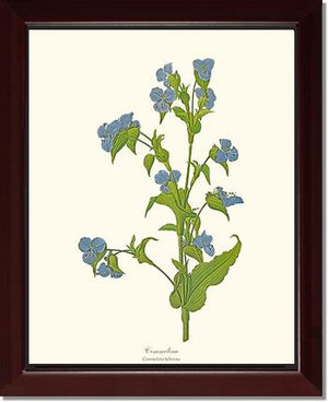 Commelina
