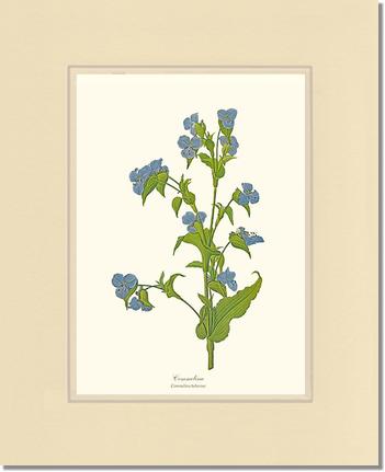 Commelina | Flower/Floral Art Print