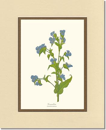 Commelina | Flower/Floral Art Print