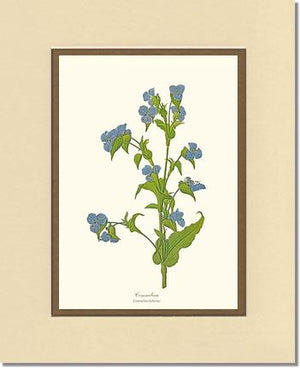 Commelina