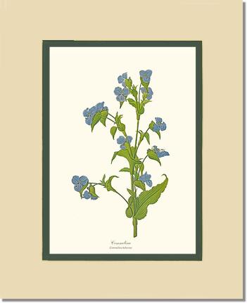 Commelina | Flower/Floral Art Print