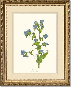 Commelina