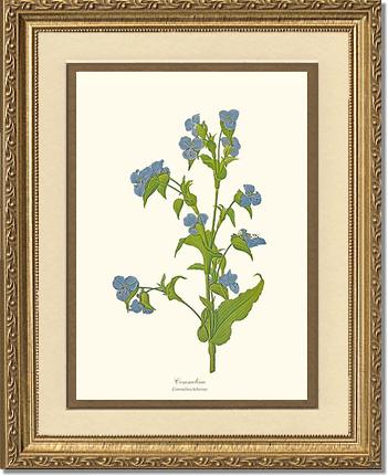Commelina | Flower/Floral Art Print