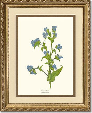 Commelina