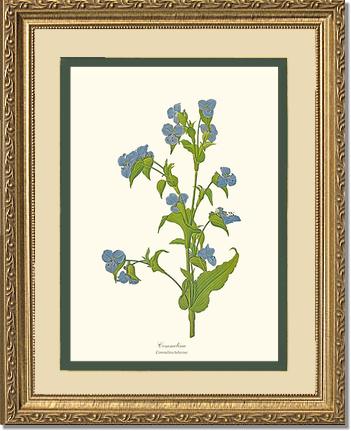 Commelina | Flower/Floral Art Print