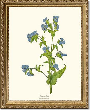Commelina