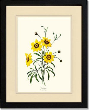 Coreopsis