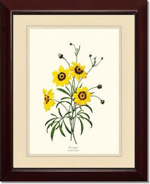 Coreopsis