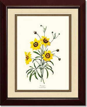 Coreopsis