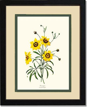 Coreopsis