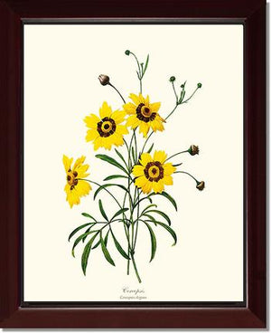 Coreopsis