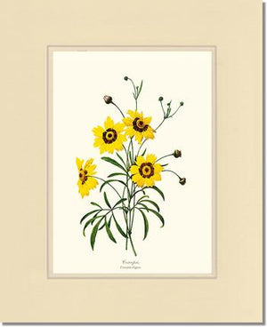 Coreopsis