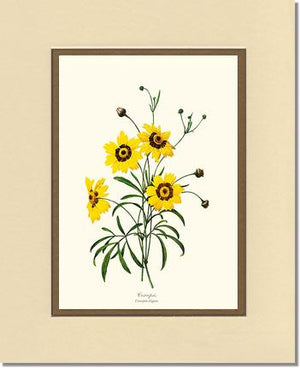 Coreopsis