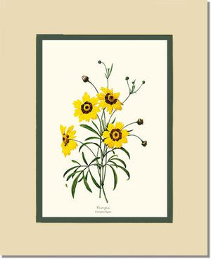 Coreopsis