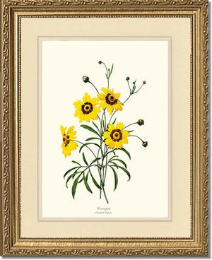 Coreopsis