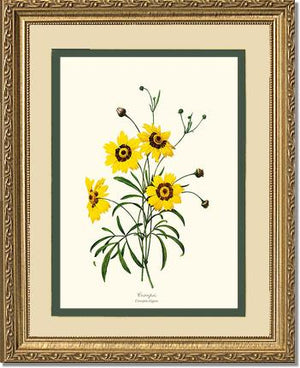 Coreopsis