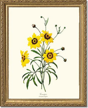 Coreopsis