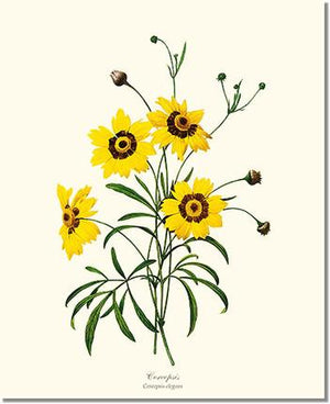 Coreopsis