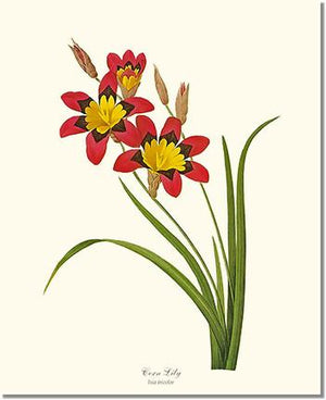 Flower Floral Print: Lily, Corn