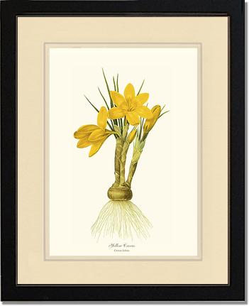Crocus, Yellow | Flower/Floral Art Print