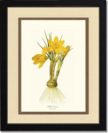 Crocus, Yellow | Flower/Floral Art Print