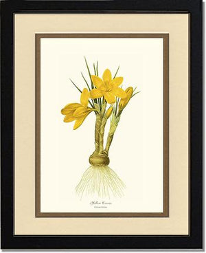 Crocus, Yellow