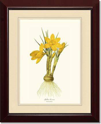 Crocus, Yellow | Flower/Floral Art Print