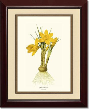 Crocus, Yellow