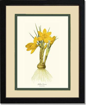 Crocus, Yellow