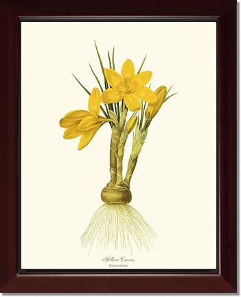 Crocus, Yellow | Flower/Floral Art Print