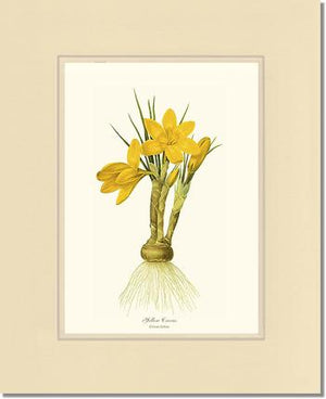 Crocus, Yellow