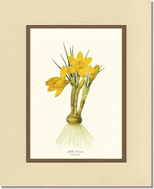 Crocus, Yellow