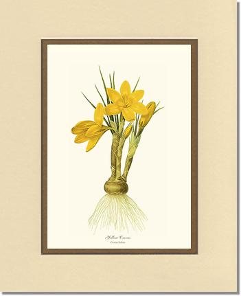 Crocus, Yellow | Flower/Floral Art Print
