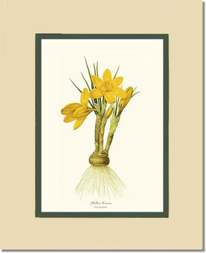 Crocus, Yellow