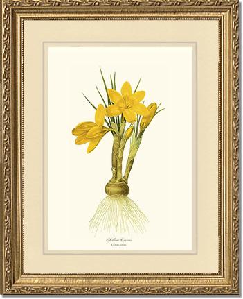 Crocus, Yellow | Flower/Floral Art Print