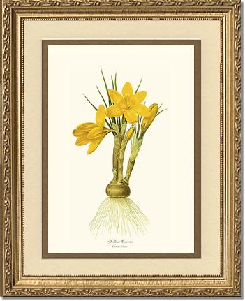 Crocus, Yellow | Flower/Floral Art Print