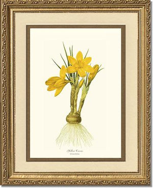 Crocus, Yellow