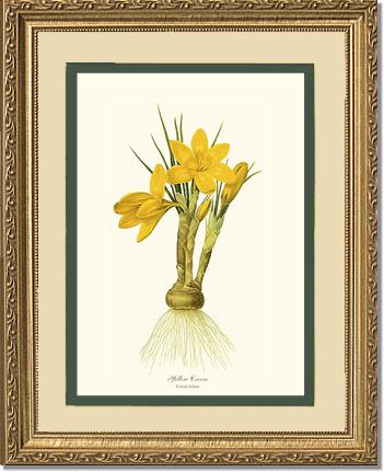 Crocus, Yellow | Flower/Floral Art Print